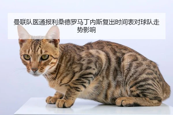 曼联队医通报利桑德罗马丁内斯复出时间表对球队走势影响